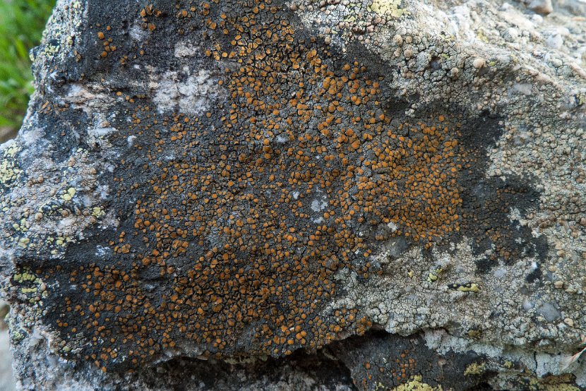 Caloplaca chlorina-4